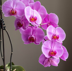 Panele Szklane  orchidea