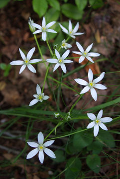 fiori fioritura primaverile