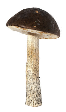 Rough-stemmed bolete mushroom isolated on white background