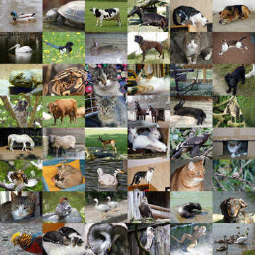 Set of 48 animals photos