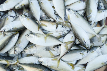 Obraz premium fish in market for sell