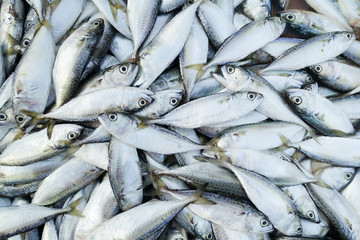 Fototapeta premium fish in market for sell