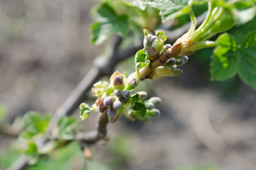 Early buds signaling spring on a young, leafy branch. Apple tree preparing to bloom