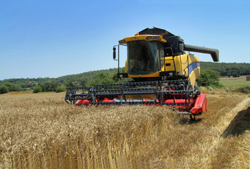 Fototapeta na wymiar harvested wheat a summer day