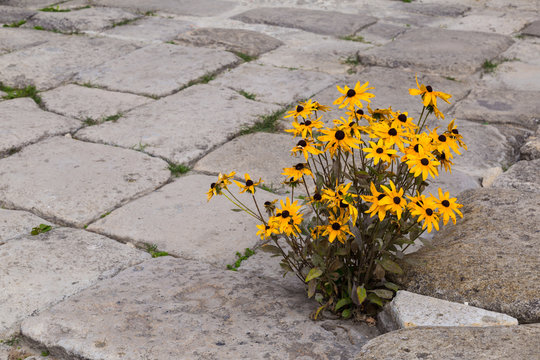 Fototapeta Blooming yellow flowers on  stone pavement.