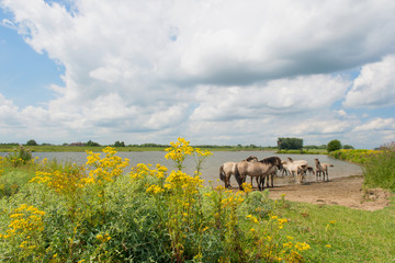 Dutch river landscape © Ivonne Wierink