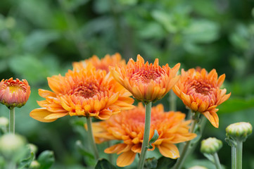 Chrysanths in garden