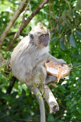 macaque en liberté à l'île maurice