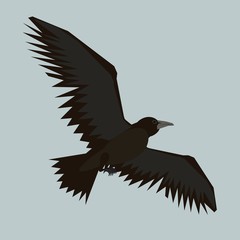Illustration flying black crow on gray background