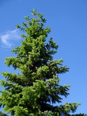 зелёная ель,хвойные деревья,на фоне неба,зелёный,голубой цвет