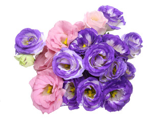 トルコキキョウ