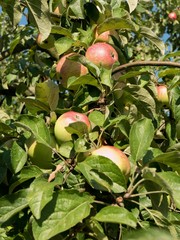 Apfelbaum mit reifen Früchten