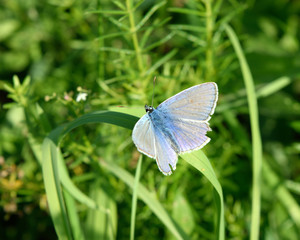 Hauhechel Bläuling - Polyommatus icarus 