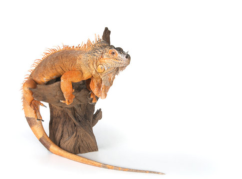 Common Iguana (red morph) sitting on driftwood close up..