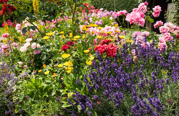 farbenfrohes Blumenbeet im Garten