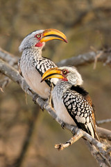 Two Southern Yellow-billed Hornbill on a dead tree - 91153343