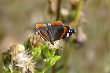 Fototapeta na wymiar Schmetterling auf Distel