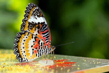 Butterfly - Stock Image