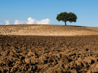 campagna, albero, terra