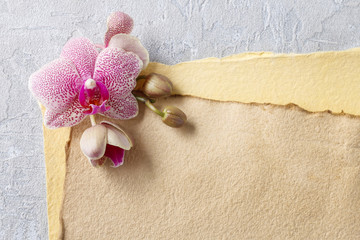 Beautiful pink orchids and vintage sheets of paper
