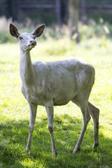 White deer