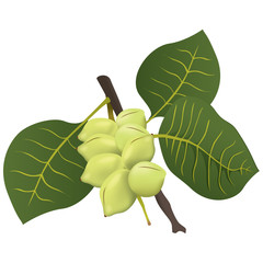 Food illustration, Kakadu plum fruit exotica Australia © LCosmo