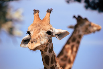 Obraz premium Tête et cou de girafe