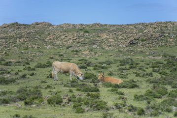 Vacas en el prado.