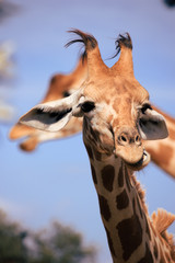 Tête et cou de girafe