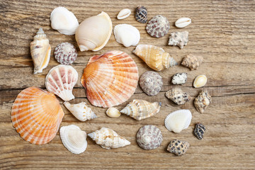 Seashells on a brown wooden background
