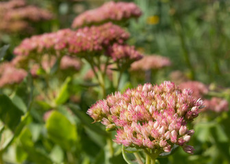 Sedum