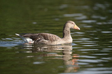 Greylag Goose in the flight.