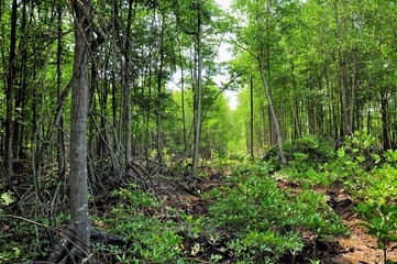 Mangrove in Malaysia