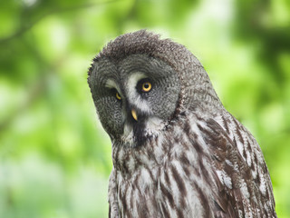 Ural owl - Strix uralensis liturata