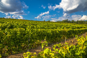 Naklejka premium vignoble ardéchois