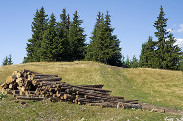 Fototapeta na wymiar Pine logs in the mountains