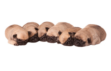 puppy pugs