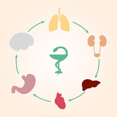 Medical scheme infographics human organs: heart, lungs, liver, kidneys, brain
