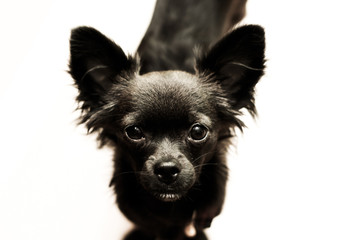 smutny pies chihuahua - obrazy, fototapety, plakaty