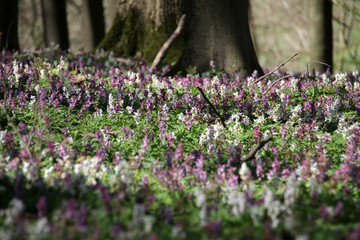 Lerchenspornblüte im Kalletal