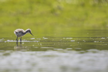 Pied Avocet chick