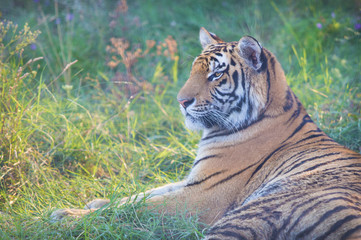 Fototapeta na wymiar big tiger lies in grass