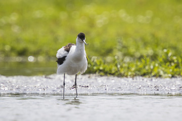 Pied Avocet chick