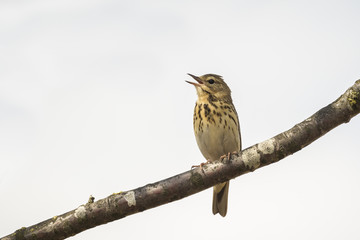 Tree Pipit singing