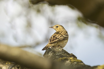Tree Pipit singing