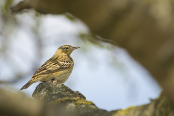 Tree Pipit singing