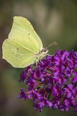 Common brimstone butterfly on Buddleja