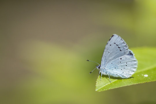 Holly Blue Butterfly