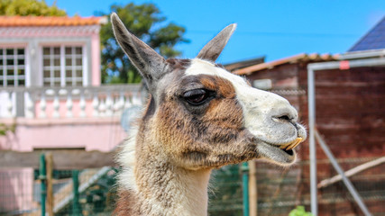 Lama © flaviosilva86