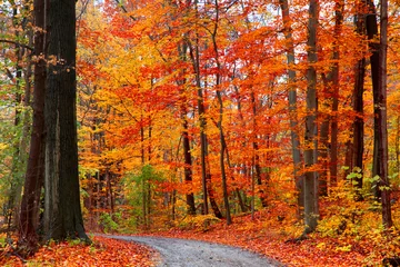 Selbstklebende Fototapete Herbst Malerischer Weg zwischen Herbstbäumen